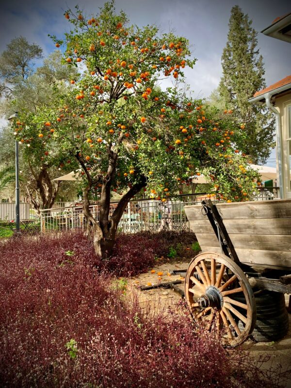 ⁦בית ימי בנימינה: אוכל, תרבות, אווירה⁩ – תמונה ⁦5⁩